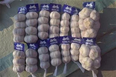 Svježe ubrani češnjak